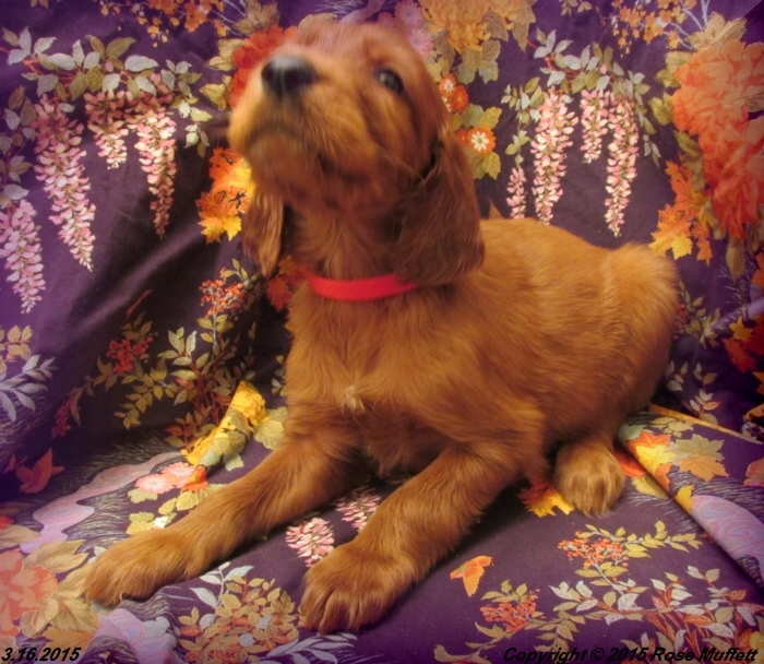 Irish Setter Puppy For Sale