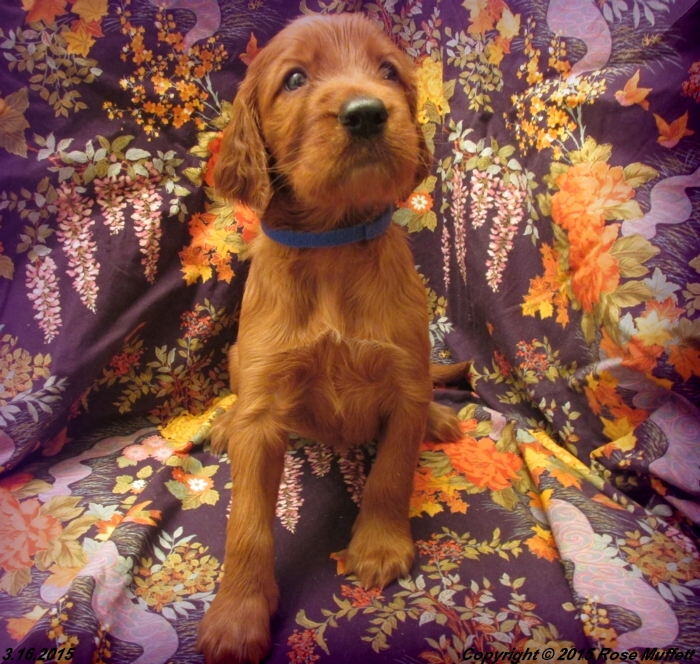 Irish Setter Puppy For Sale