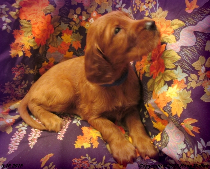 Irish Setter Puppy For Sale