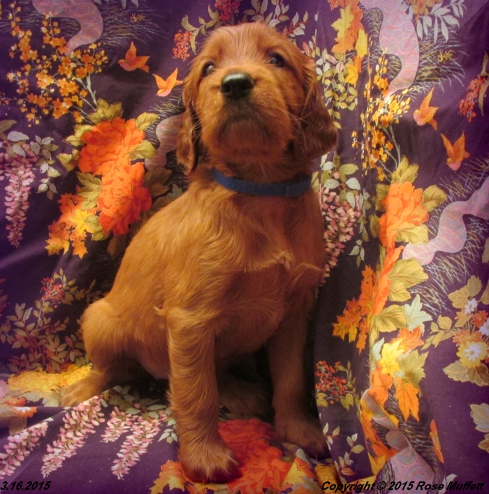 Irish Setter Puppy For Sale