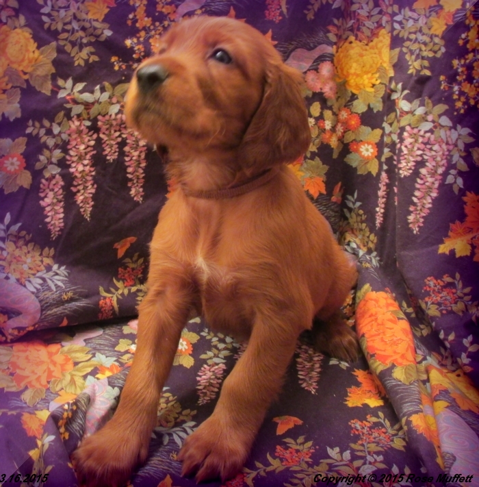 Irish Setter Puppy For Sale