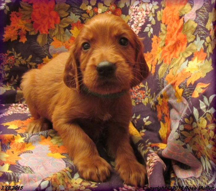 Irish Setter Puppy For Sale