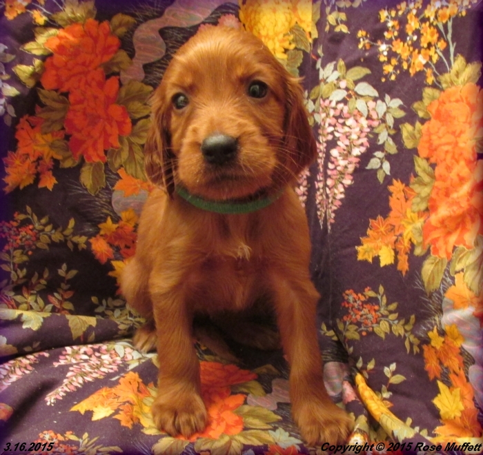 Irish Setter Puppy For Sale