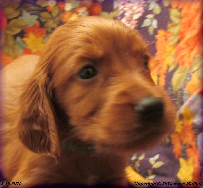 Irish Setter Puppy For Sale