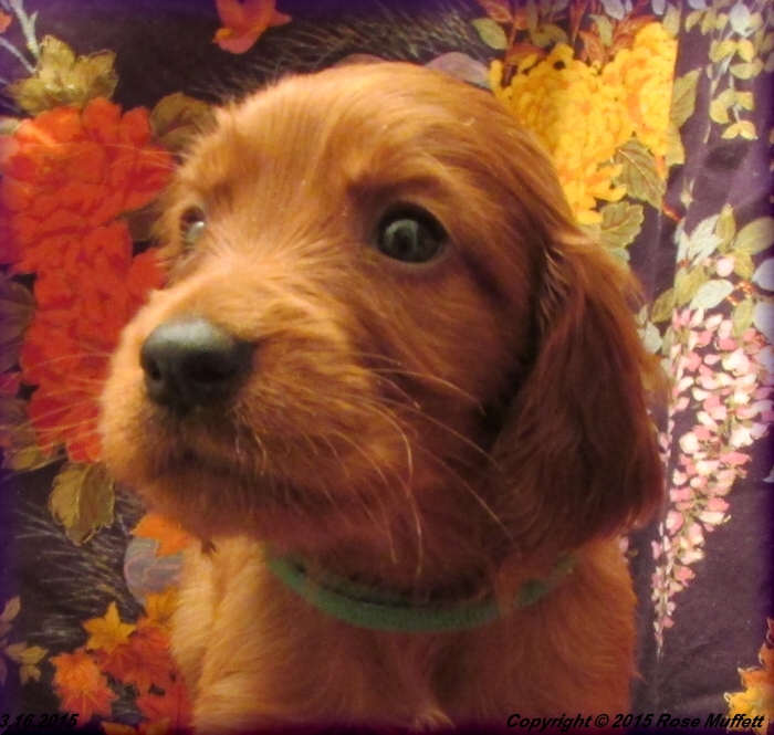 Irish Setter Puppy For Sale