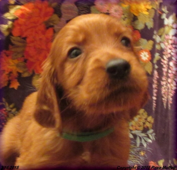 Irish Setter Puppy For Sale