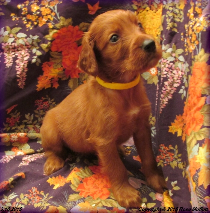 Irish Setter Puppy For Sale