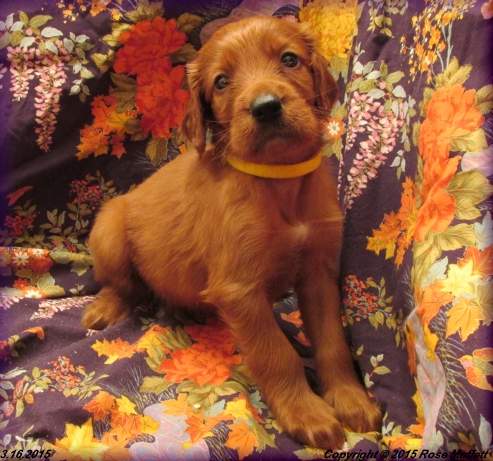 Irish Setter Puppy For Sale