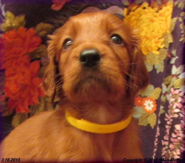 Irish Setter Puppy For Sale
