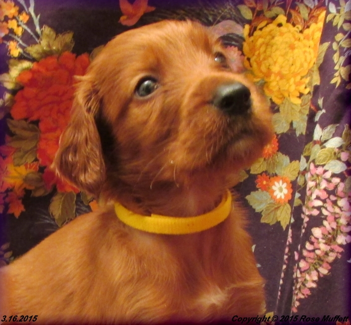 Irish Setter Puppy For Sale