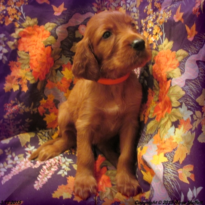 Irish Setter Puppy For Sale
