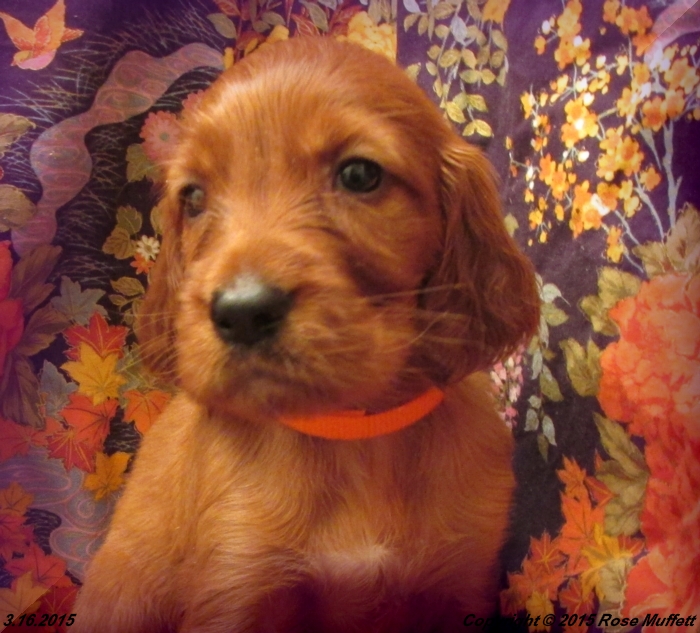 Irish Setter Puppy For Sale