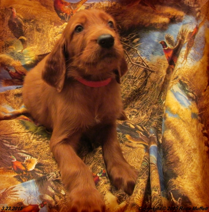 Irish Setter Puppy For Sale