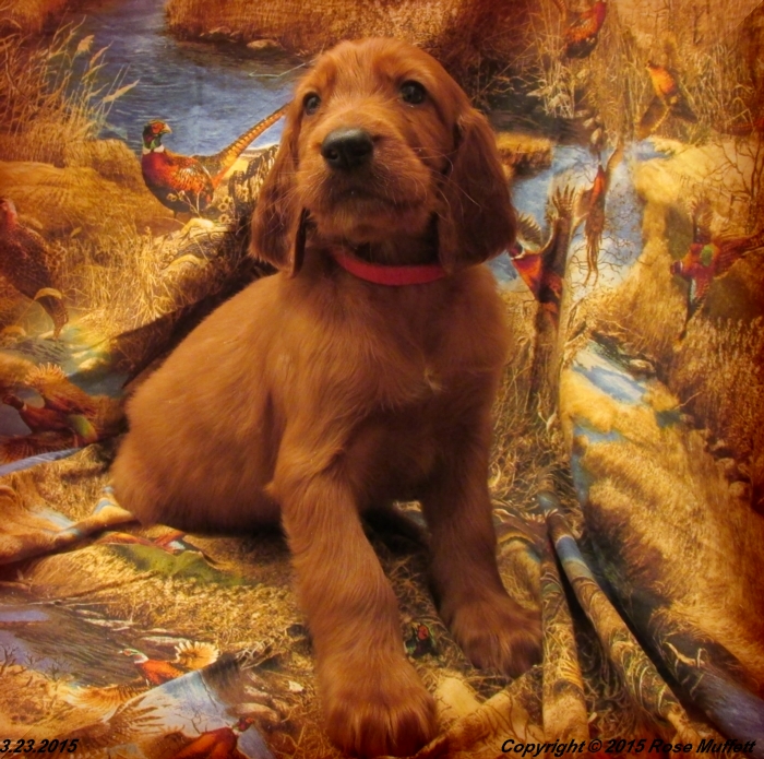 Irish Setter Puppy For Sale