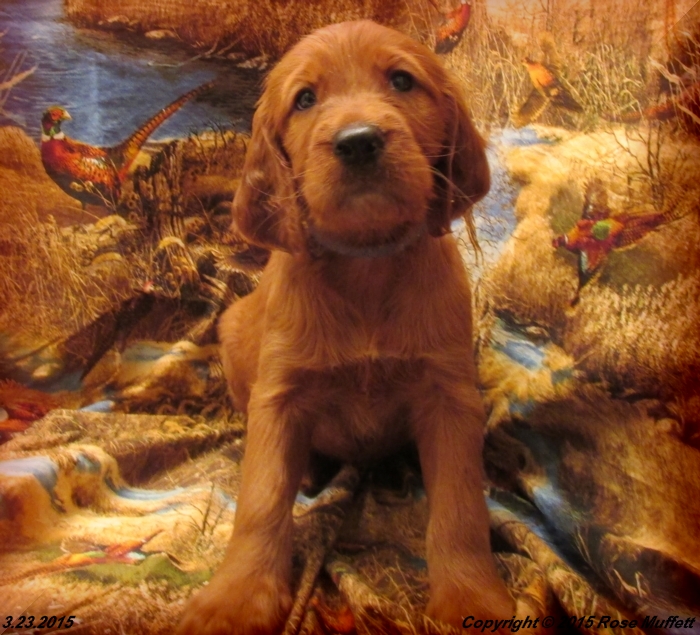 Irish Setter Puppy For Sale