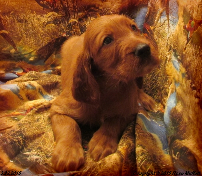 Irish Setter Puppy For Sale