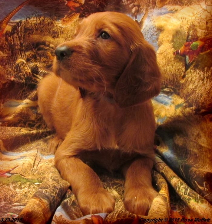 Irish Setter Puppy For Sale