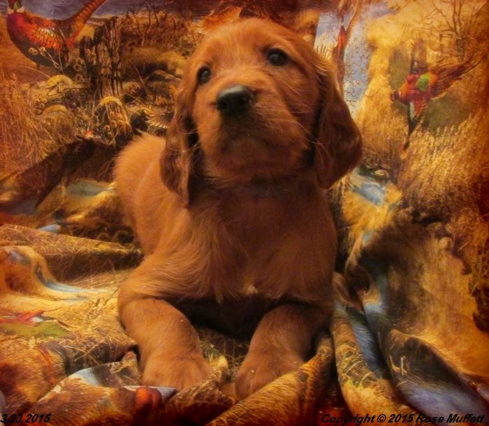 Irish Setter Puppy For Sale
