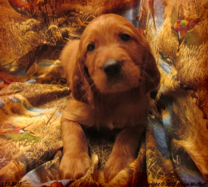 Irish Setter Puppy For Sale