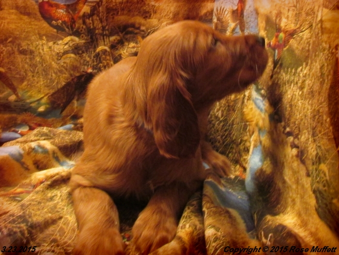 Irish Setter Puppy For Sale