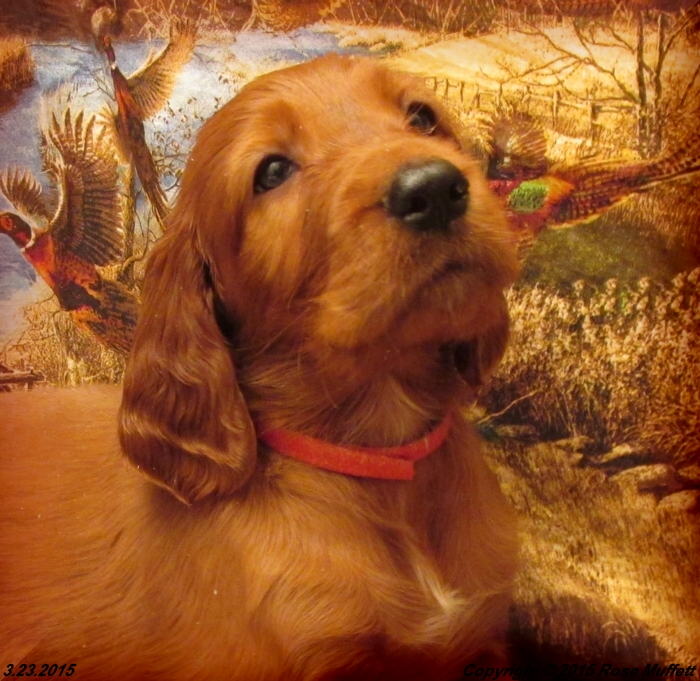 Irish Setter Puppy For Sale