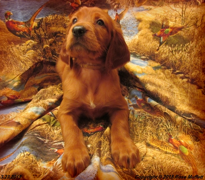 Irish Setter Puppy For Sale