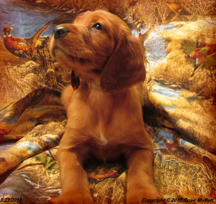 Irish Setter Puppy For Sale
