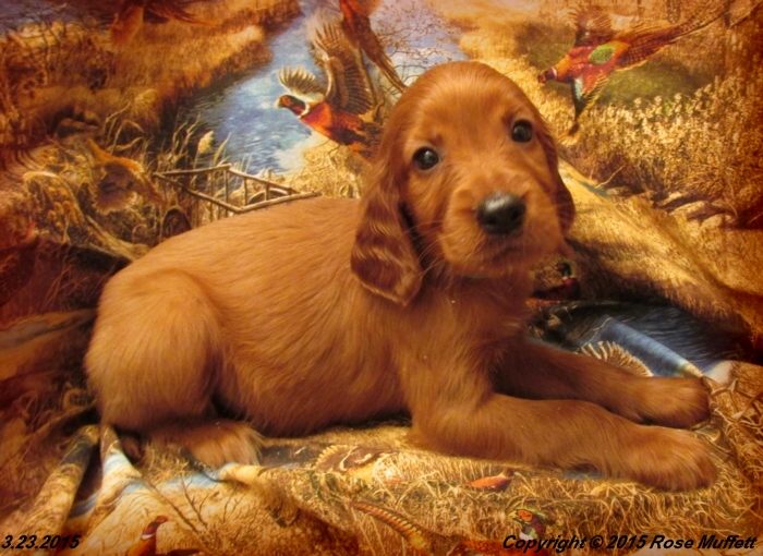 Irish Setter Puppy For Sale