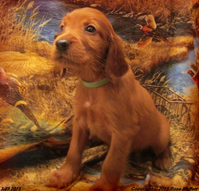 Irish Setter Puppy For Sale