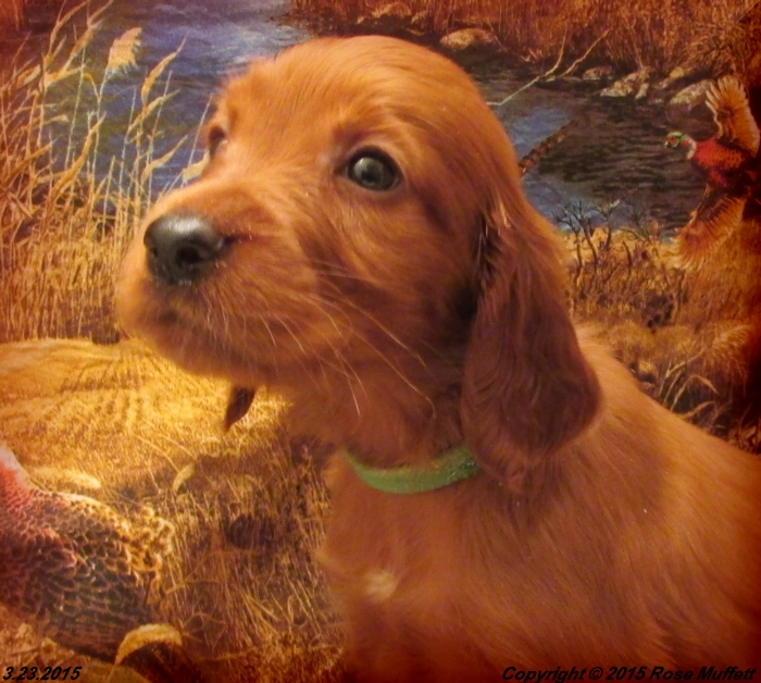 Irish Setter Puppy For Sale