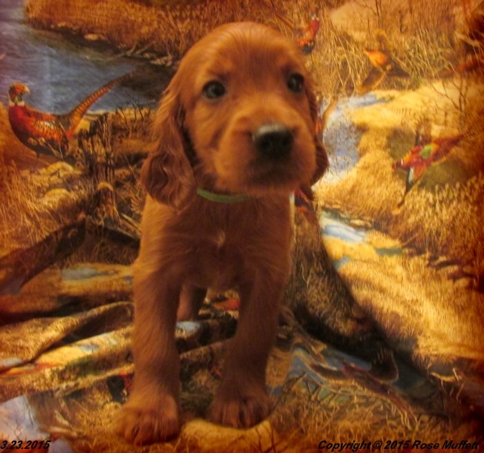 Irish Setter Puppy For Sale