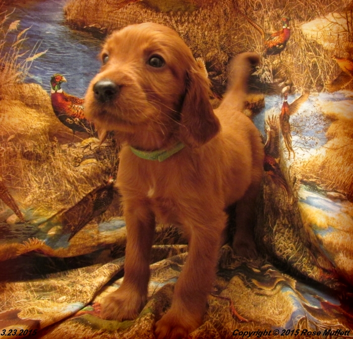 Irish Setter Puppy For Sale