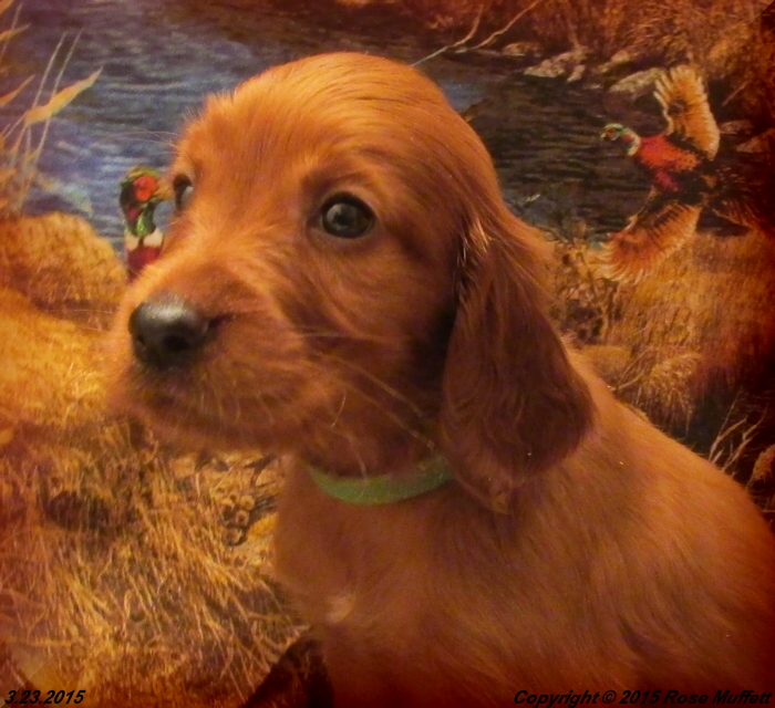 Irish Setter Puppy For Sale
