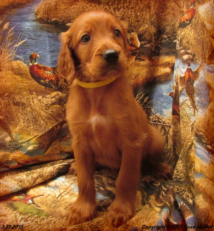 Irish Setter Puppy For Sale