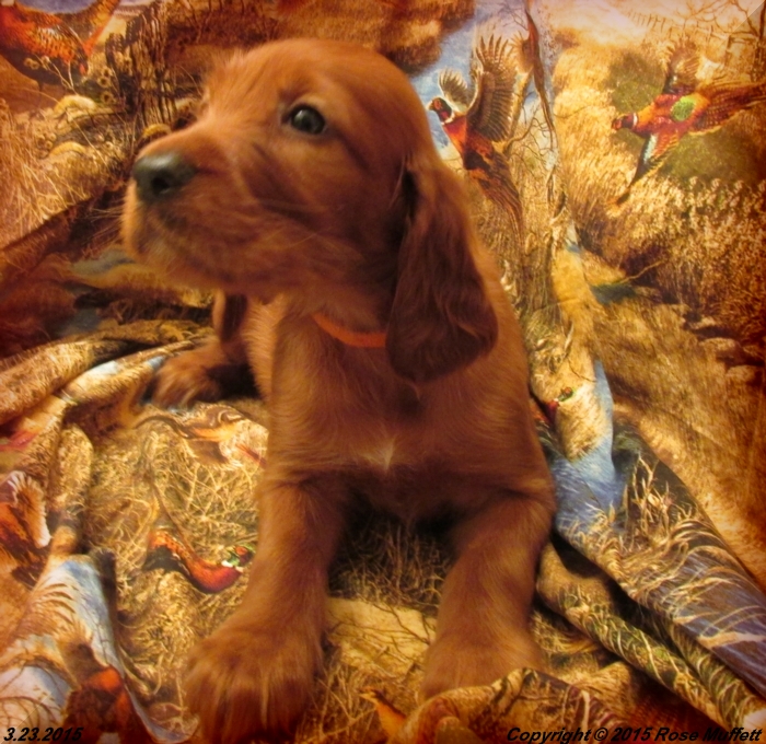 Irish Setter Puppy For Sale
