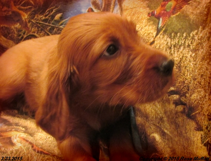 Irish Setter Puppy For Sale