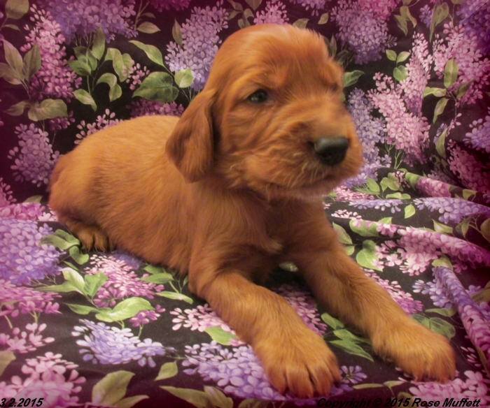 Irish Setter Puppy For Sale