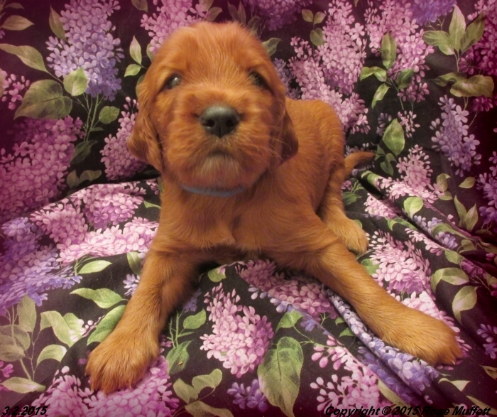 Irish Setter Puppy For Sale