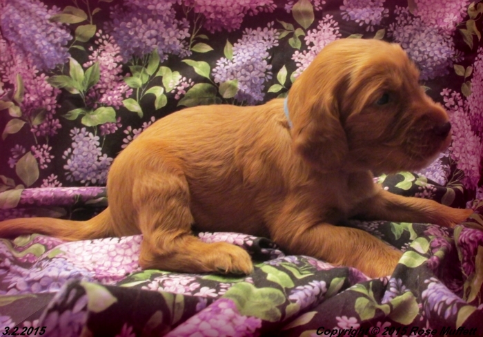 Irish Setter Puppy For Sale