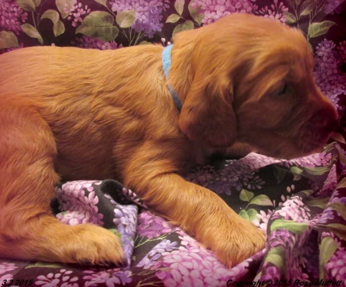 Irish Setter Puppy For Sale