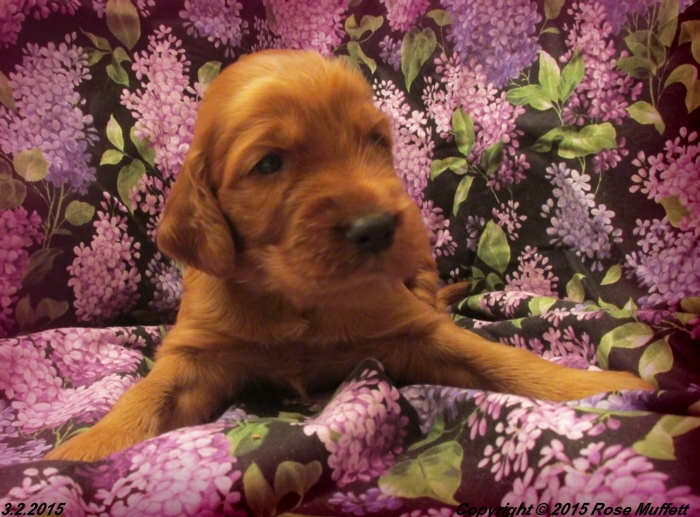 Irish Setter Puppy For Sale