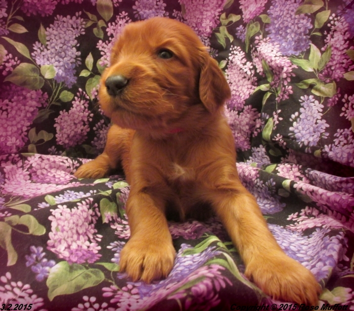 Irish Setter Puppy For Sale