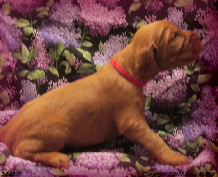 Irish Setter Puppy For Sale