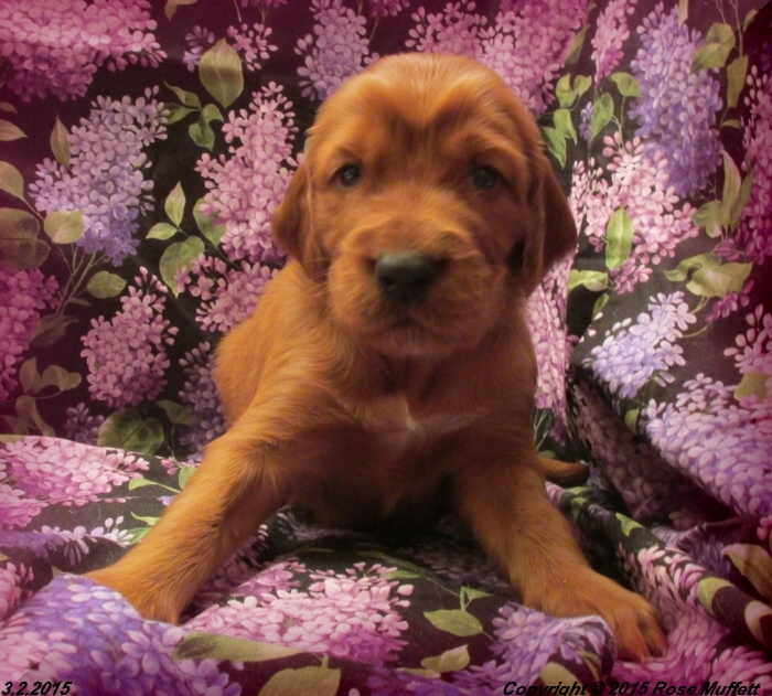 Irish Setter Puppy For Sale