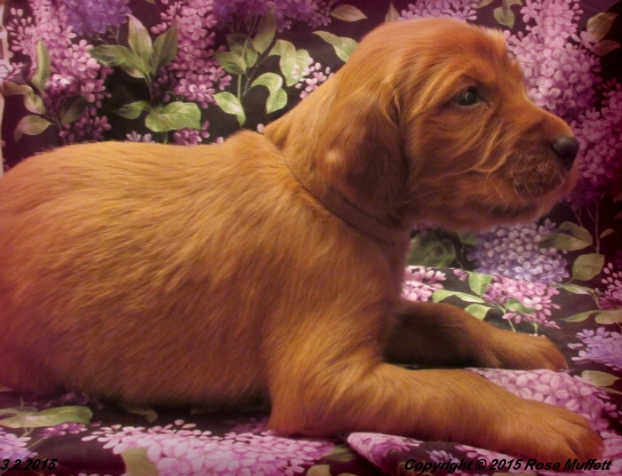 Irish Setter Puppy For Sale