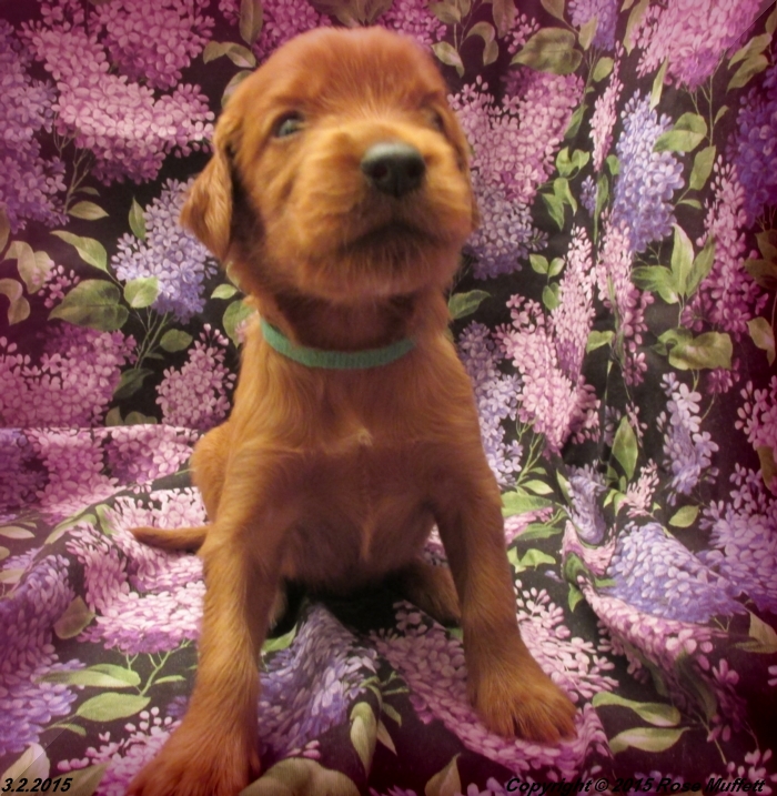 Irish Setter Puppy For Sale