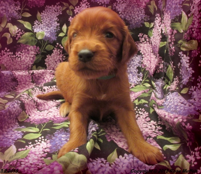 Irish Setter Puppy For Sale