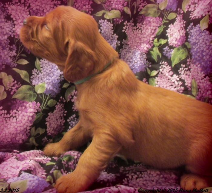 Irish Setter Puppy For Sale