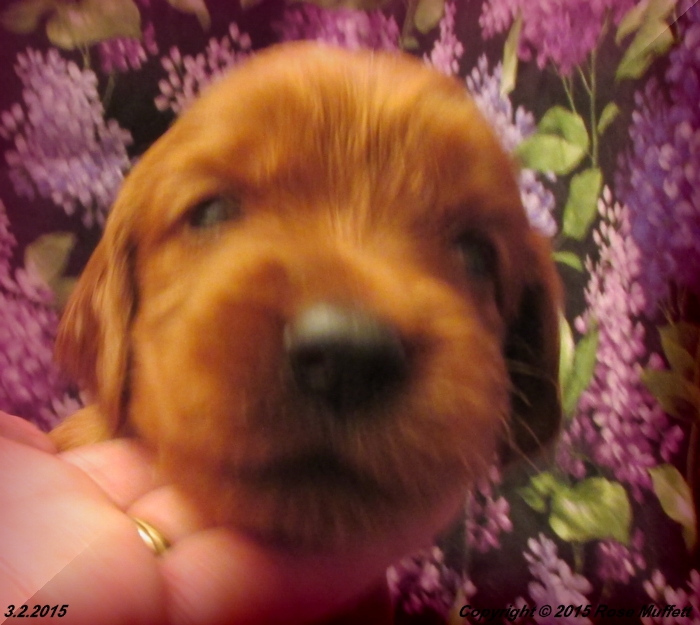 Irish Setter Puppy For Sale