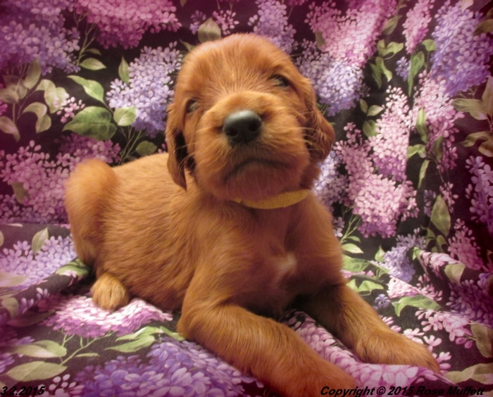 Irish Setter Puppy For Sale